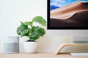 plante verte Calathea Orbifolia bureau bois clair