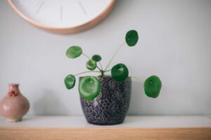 plante verte intérieur Pilea Peperomioides