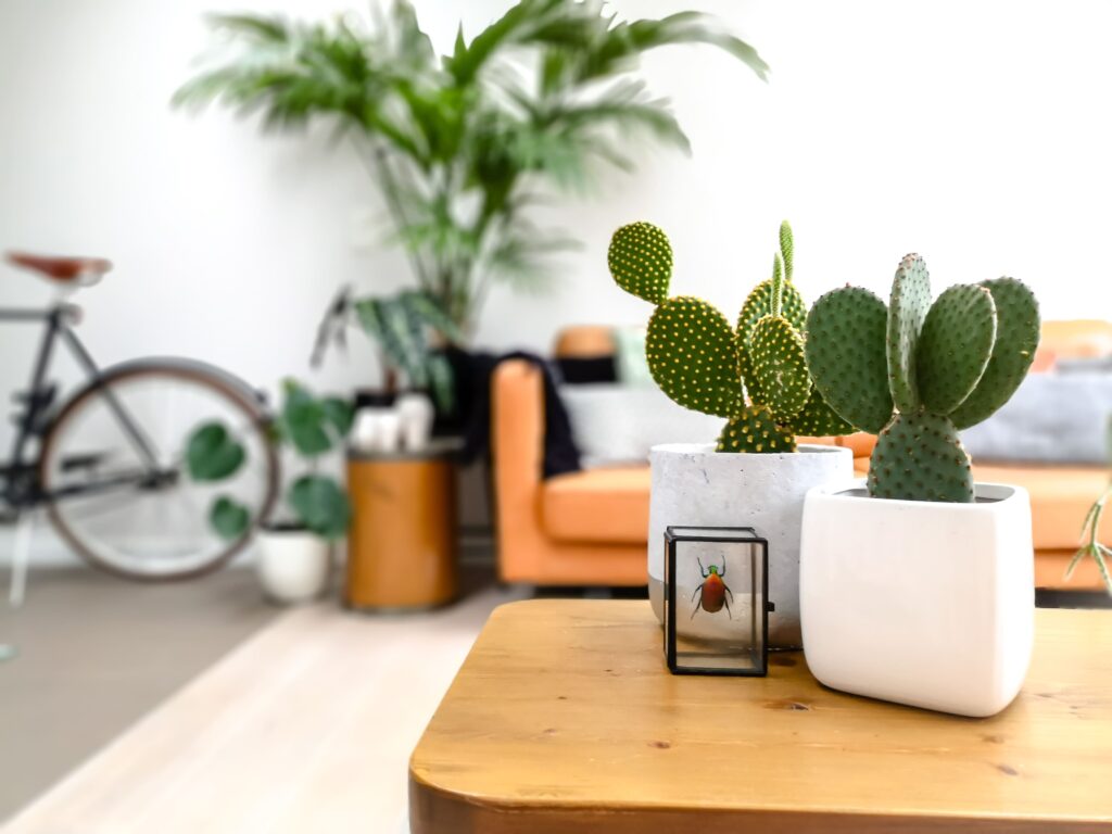 petits cactus plantes d'intérieur