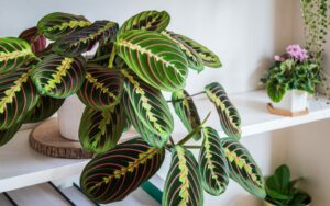 plante verte colorée étagère Maranta